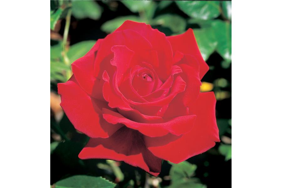 HYBRID TEA